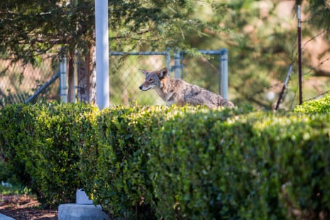 Coyote near bushes