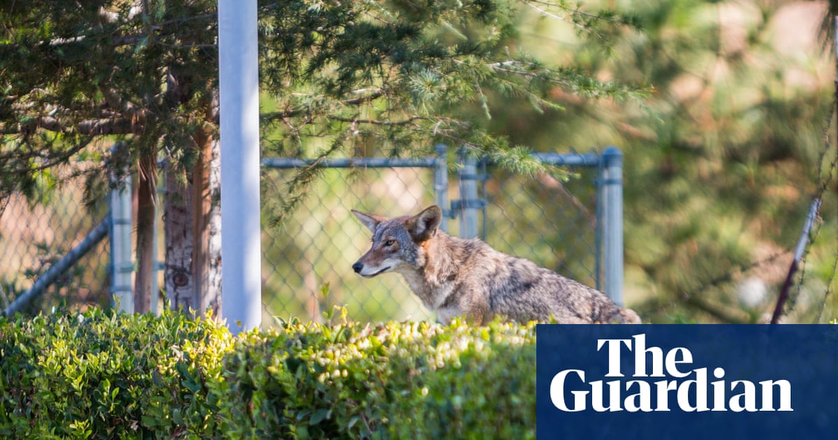 Residents fear wild coyote becoming too comfortable in LA neighborhood