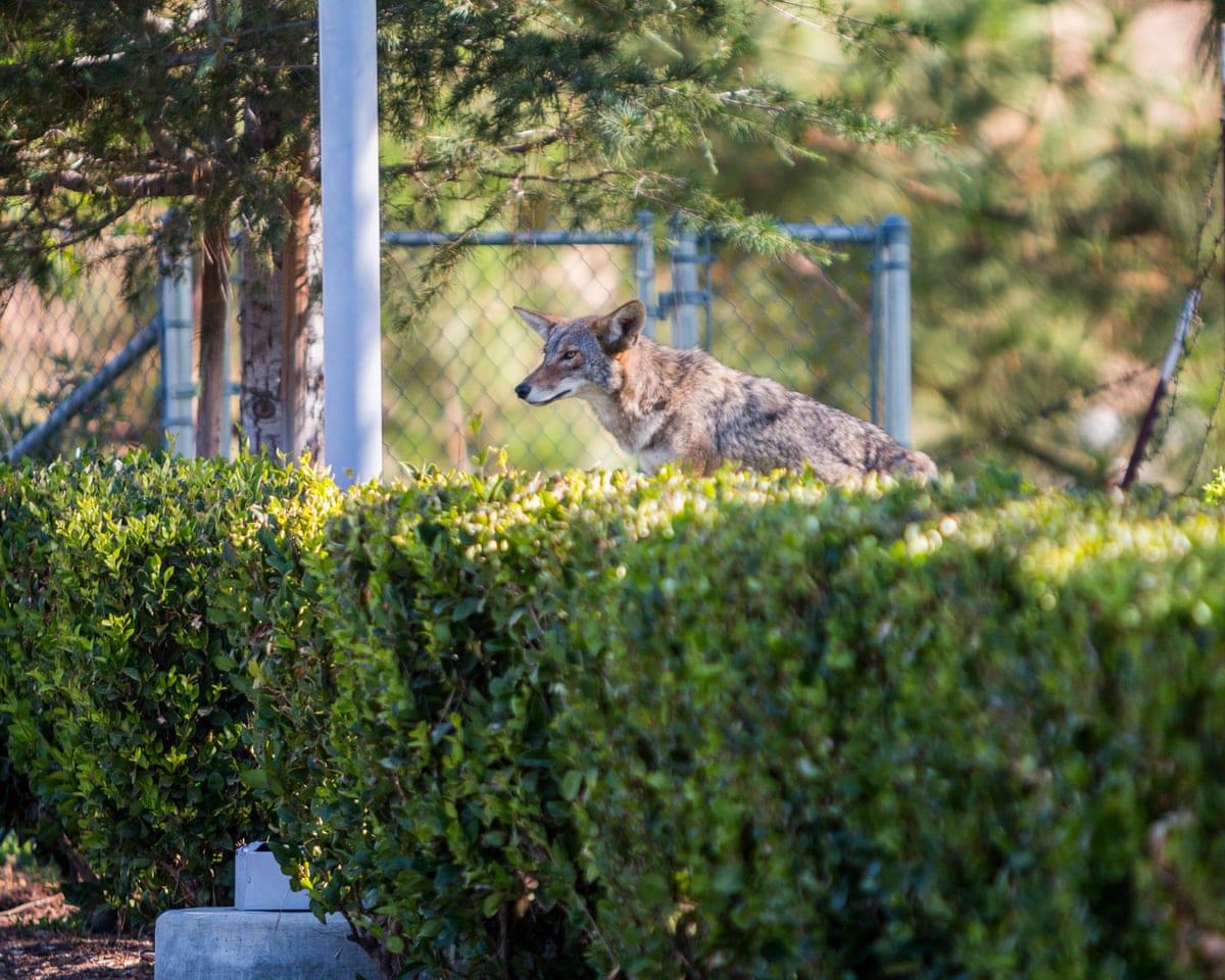 California wildlife officials euthanize habituated coyote
