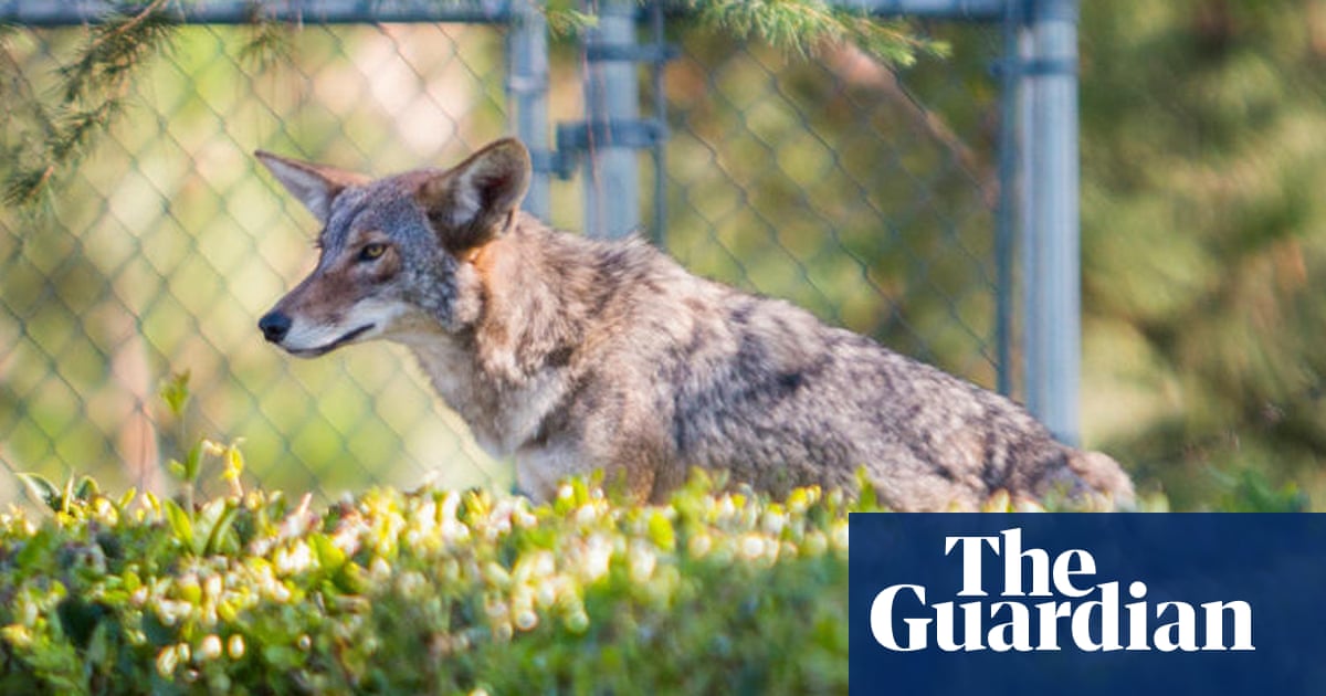 High-cat diet: urban coyotes feast on pets, study finds 4