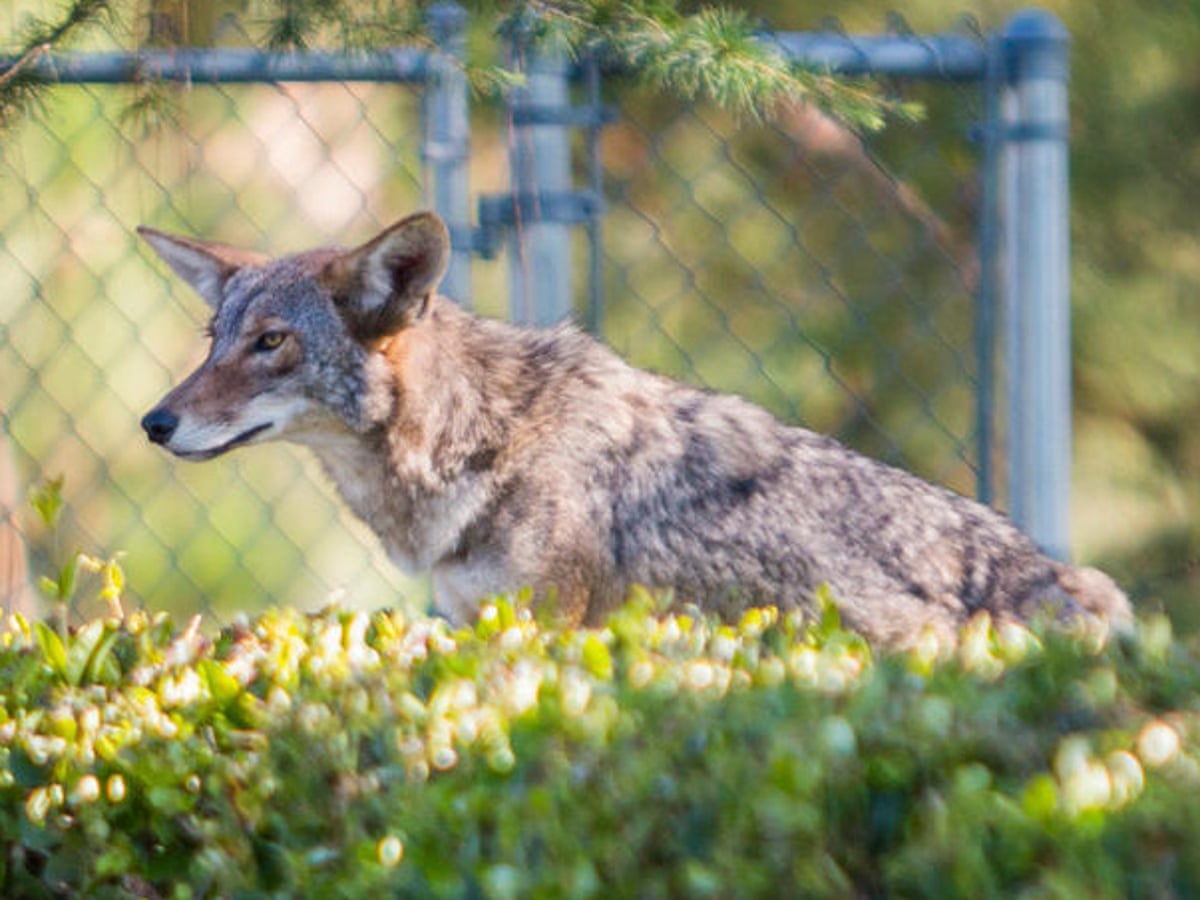 Coyote Attack Cat