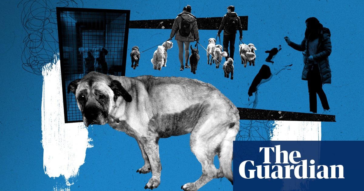 ‘Now is the danger time’: why the end of lockdown puts puppies at risk