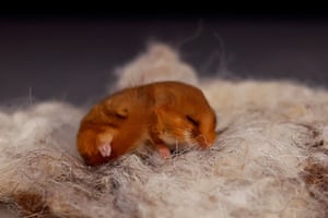 Um arganaz hibernando é visto após ser resgatado pelo Kildare Wildlife Rescue, que reabilita e devolve animais selvagens feridos, doentes e órfãos à natureza após sua recuperação.