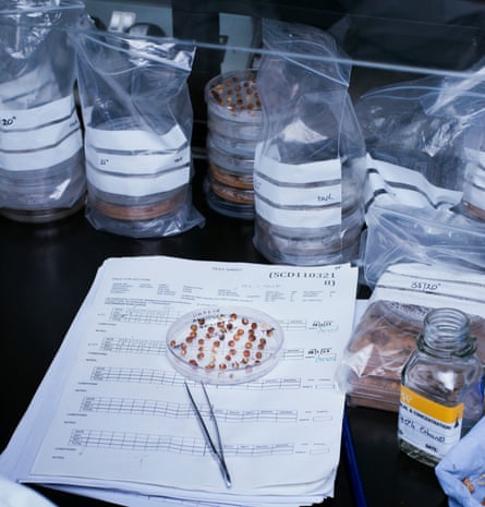 A tiny sample of some of the 2.5bn seeds at the Millennium Seed Bank.