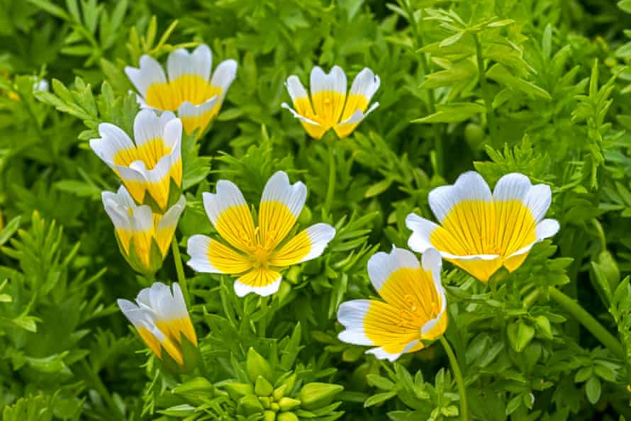 Douglas' meadowfoam / poached egg plant (Limnanthes douglasii) in flower, native to California and Oregon.