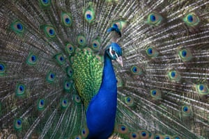 A peacock opens its plumage at Willowbank Wildlife Reserve in Christchurch, New Zealand.