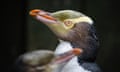 A hoiho or yellow-eyed penguin pictured on April 2, 2023, has won New Zealand's annual Bird of the Year vote