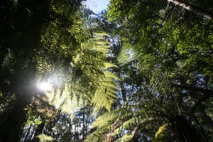 Dicksonia antartica
