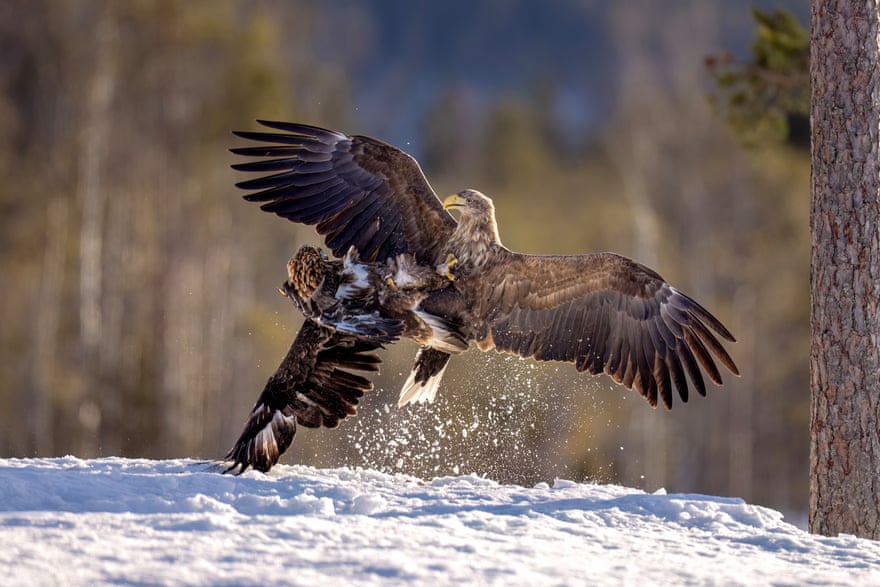 White-tailed eagle and a golden eagle