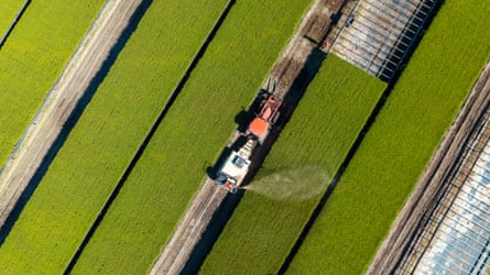 Tractor shot from above with pine seedlings in wide green strips