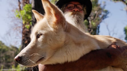 Mallee the dingo