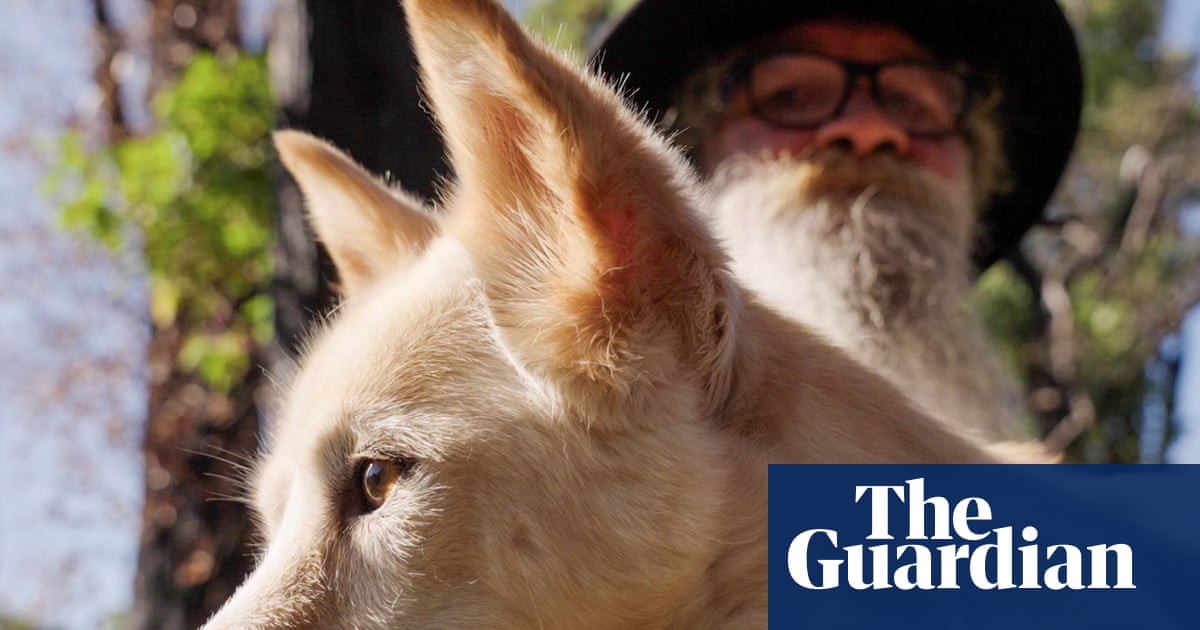 It's our kinship': can Australia learn to coexist with dingoes?