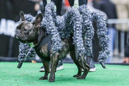 Trick or treat: should you dress up your dog for Halloween? | Dogs | The Guardian Trick or treat: should you dress up your dog for Halloween? | Dogs | The Guardian