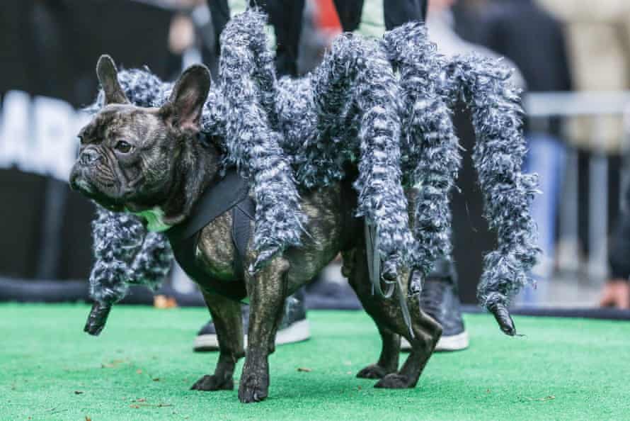 Dog dressed up as a tarantula during the Halloween Parade for Dogs at Tompkins Square Park in New York