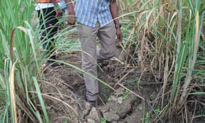 A giant footprint in the north of the valley shows the last remaining spot where elephants still come out of the forest to eat at the edges of the sugar plantation.