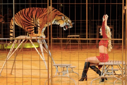 Zander performing with one of the tigers