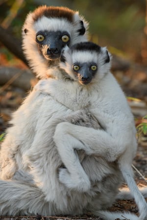 Critically endangered verreaux’s sifaka. A new study suggests it may take around 23 million years for evolution to replace Madagascar’s endangered mammals if they go extinct. More than half of the mammals (120 species) in Madagascar are included on the International Union for Conservation of Nature Red List of Threatened Species (the IUCN Red List). Around 90% of plant and animal species on this island cannot be found anywhere else on Earth