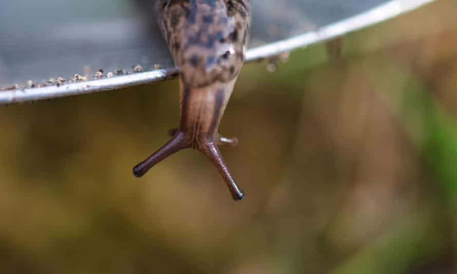 On guard … the leopard slug is very territorial, which may actually help to protect your plants.