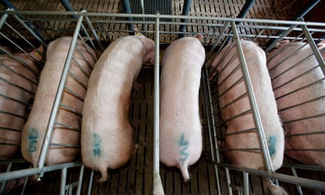 Gestation crates for pigs have been banned in the UK since 1999.