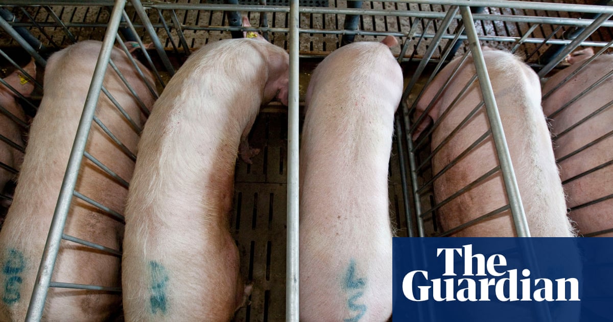 Devon farm footage prompts calls to ban restrictive pens for pregnant pigs | Animal welfare Devon farm footage prompts calls to ban restrictive pens for pregnant pigs | Animal welfare
