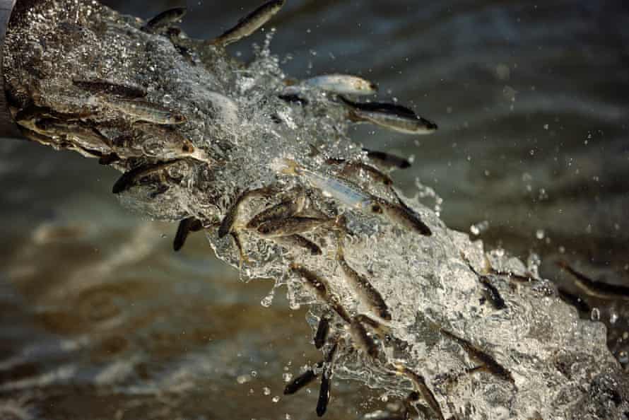 Juvenile spring Chinook salmon along the Snake River.