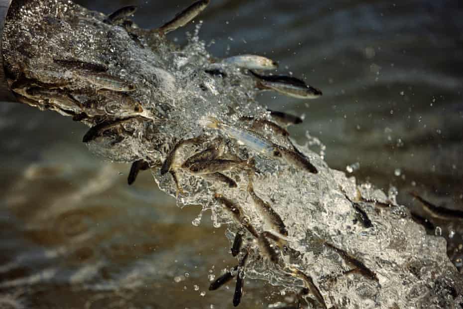 Juvenile spring Chinook salmon are unloaded in holding tanks at Pittsburg Landing along the Snake River on Tuesday, May 11, 2021.