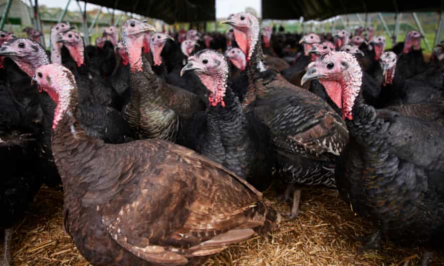 Organic turkeys on the Rhug estate in Denbeighshire, north Wales.