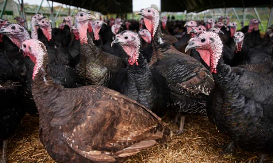 Pavos orgánicos en Rug Farm en Denphishire, Gales del Norte.