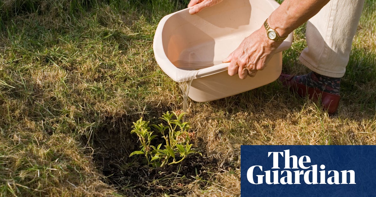 Rain gardens and bathwater reuse becoming trends, RHS says | Environment