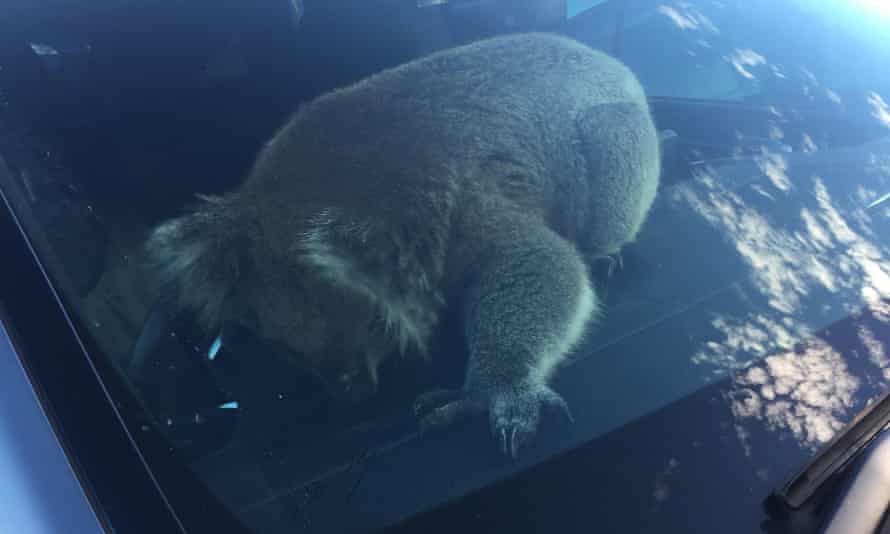Koala in car
