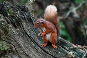 The week in wildlife – in pictures 6 A red squirrel looks around cautiously on a fallen tree branch, at RSPB Loch Leven nature reserve in Kinross, Scotland