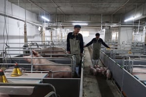 Young pigs at Yangxiang's Yaji farm