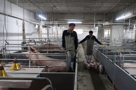 Young pigs at Yangxiang’s Yaji farm