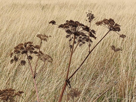 Angelica seed heads and sun-bleached grassland.
