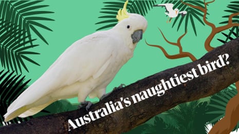On the trail of Australia's naughtiest cockatoo – video