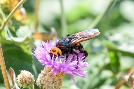 A wasp on a fuchsia flower