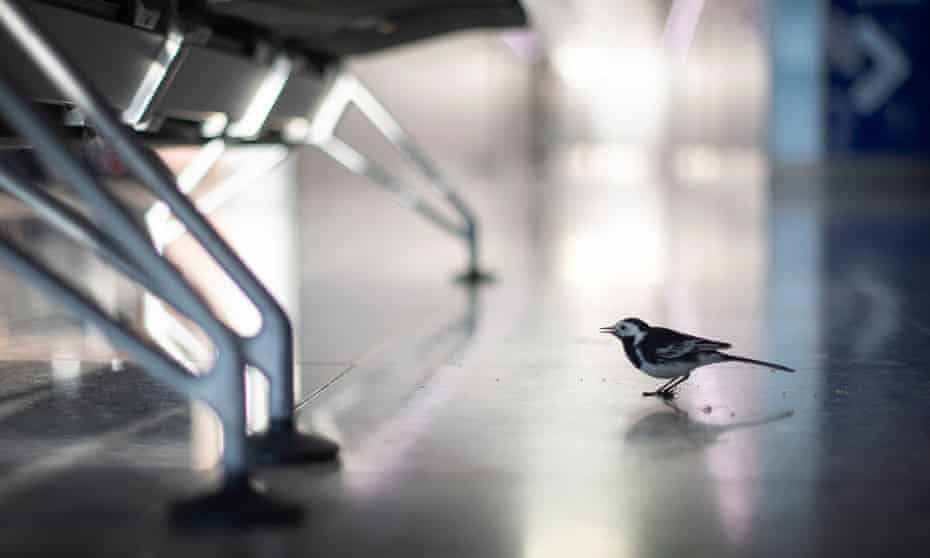 A pied wagtail walks across a deserted arrivals hall in Terminal 2 at Heathrow airport in London.