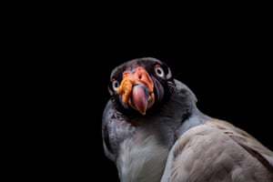 A King Vulture