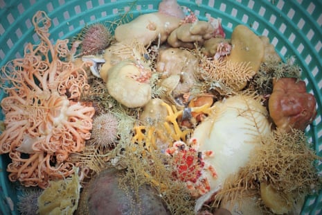 Deep-sea sponges and other invertebrates