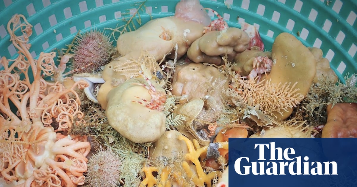 Scientists find nine new sponge species in glimpse of Alaska’s deep-sea diversity