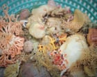 Scientists find nine new sponge species in glimpse of Alaska’s deep-sea diversity