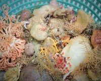 Deep-sea sponges and other invertebrates