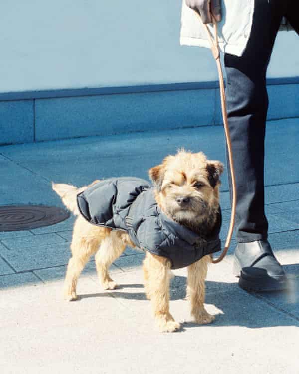 ‘Much depends on whether your dog has a double coat or not – many dogs do’: feel your dog’s fur to check how good they are at retaining heat.