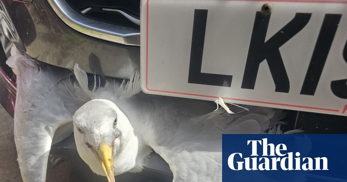 Week in wildlife: Bat in a toilet, a speeding gull and a bird with shoes