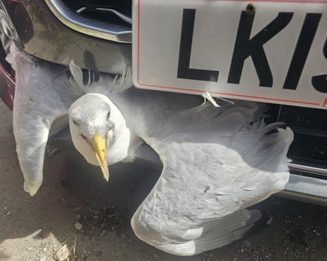 A gull with wings spread is trapped in a car's front grille and bumper