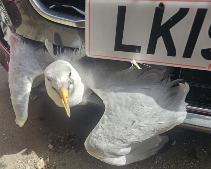 Guardian's Weekly Wildlife Round-Up: Bat, Gull, Bird with Shoes