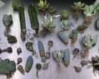 Woman sentenced to prison for importing illegal cacti and plants to Australia in fake lingerie packages