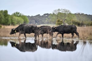 Water buffalo (or Asian buffalo) are introduced into the Etang of Cousseau nature reserve, Lacanau, France. The animals will be used to re-establish a high level of biodiversity. By trampling the soil, the buffalo will help to diversify the vegetation. Their droppings will also help to spread seeds and provide a habitat and food for coprophagous insects