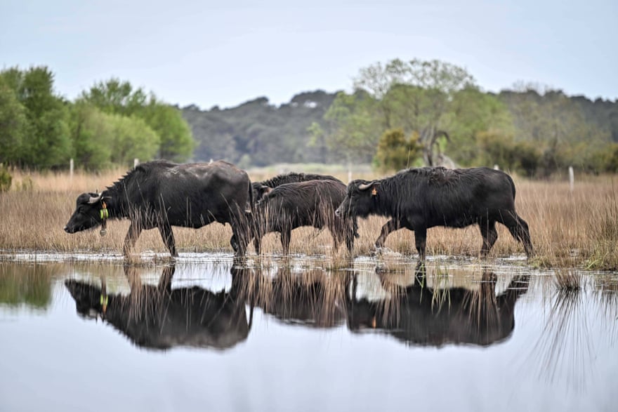 Water buffalo (Asian buffalo)