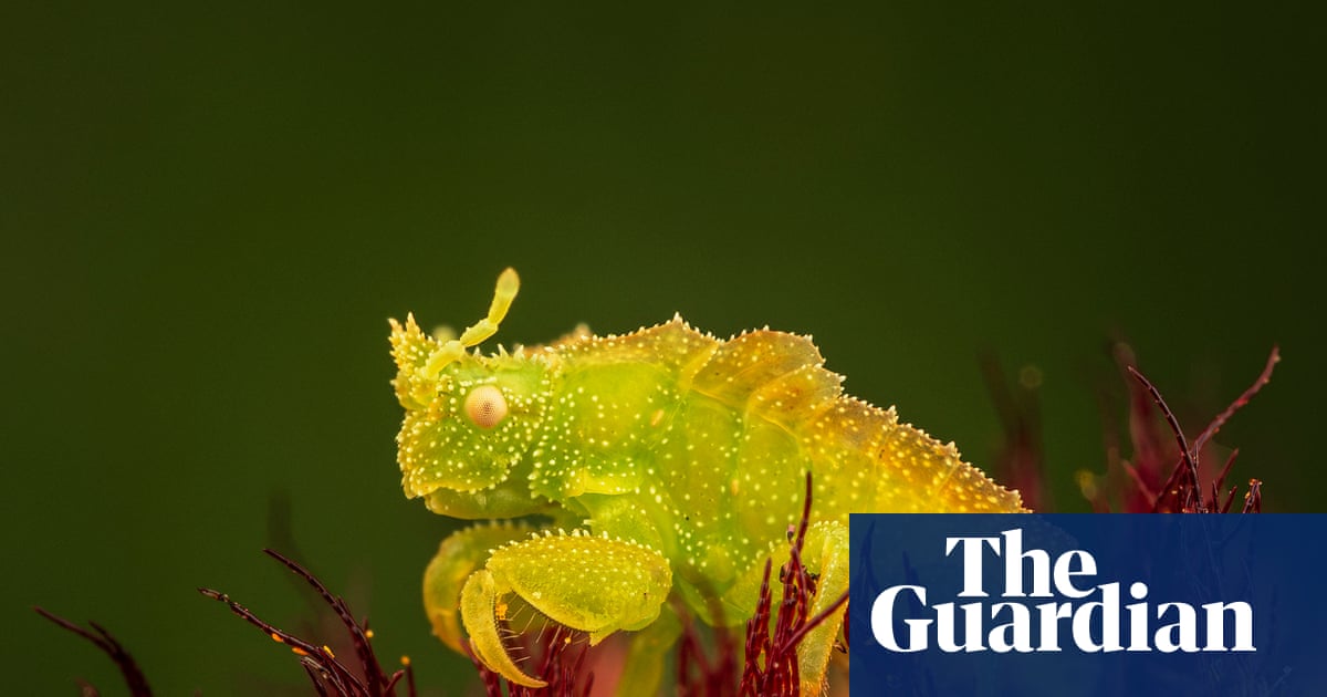 Wildlife photographer of the year people's choice 2026